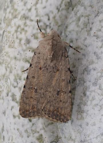 Réf. 268 755 : Caradrina clavipalpis